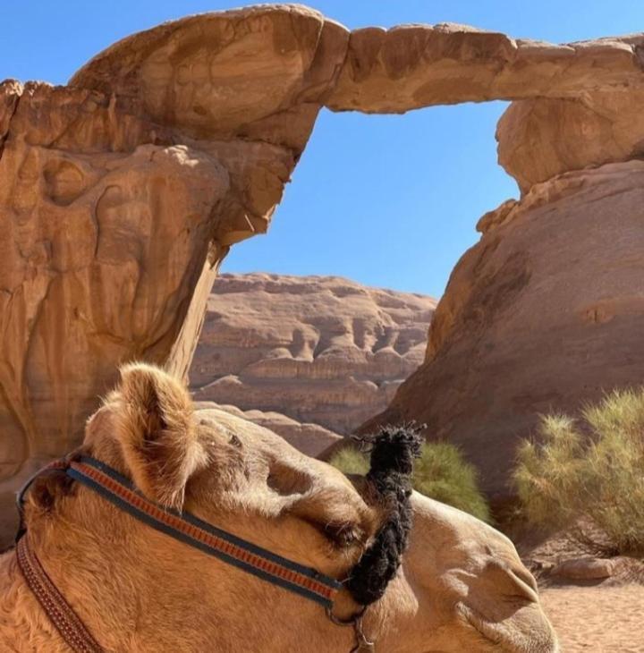 Moon City With Jeep Trips Wadi Rum Esterno foto